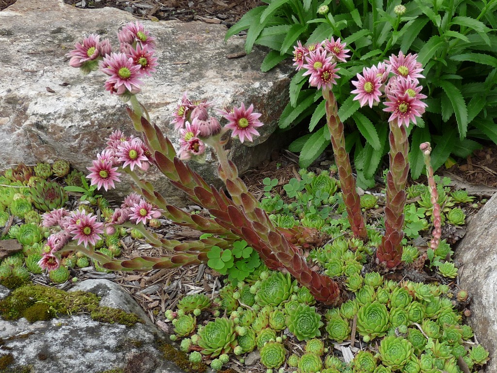 Hens And Chicks Origins